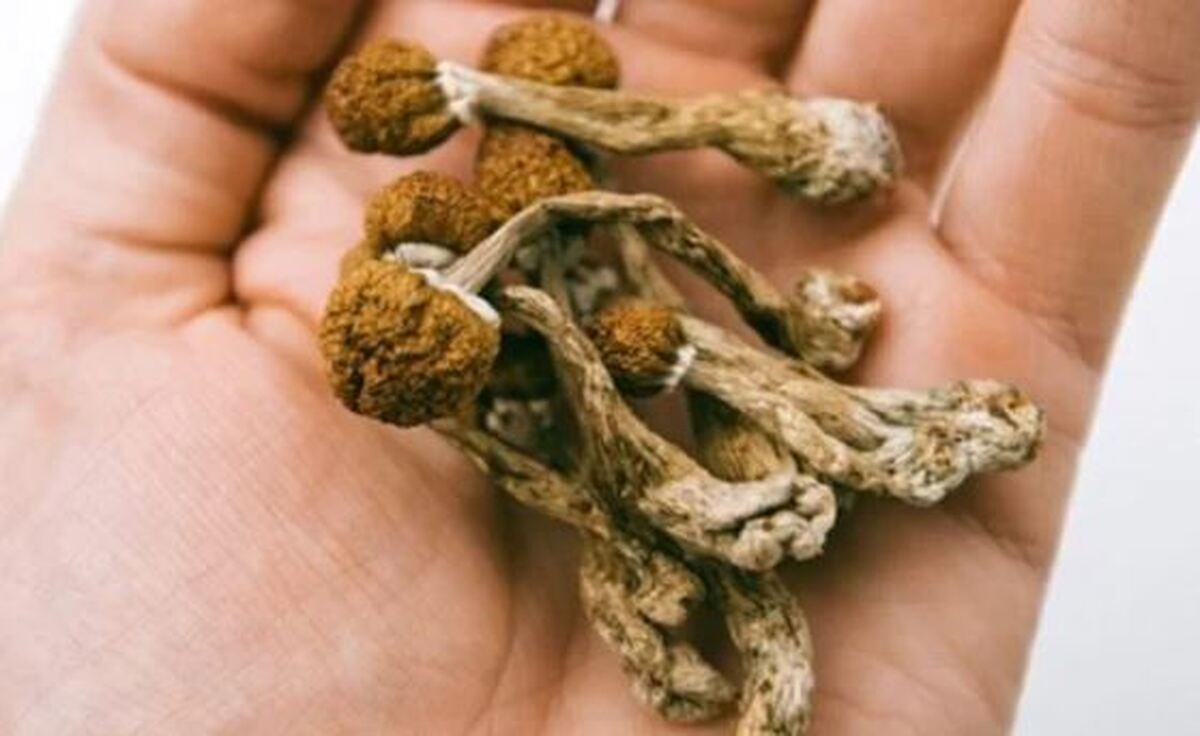 مجیک ماشروم چگونه مغز را دستکاری می‌کند؟