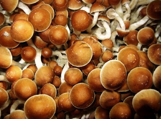 مجیک ماشروم چگونه مغز را دستکاری می‌کند؟