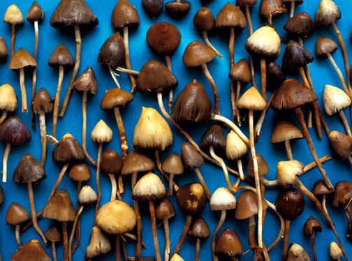مجیک ماشروم چگونه مغز را دستکاری می‌کند؟
