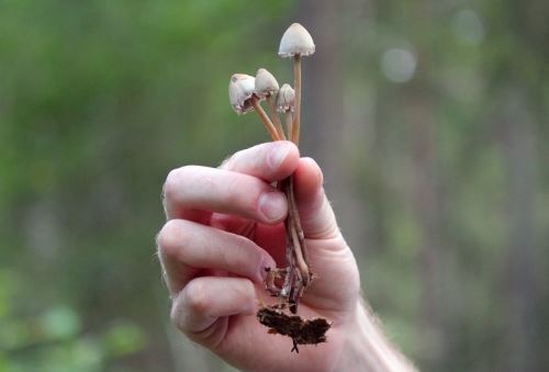 مجیک ماشروم چگونه مغز را دستکاری می‌کند؟