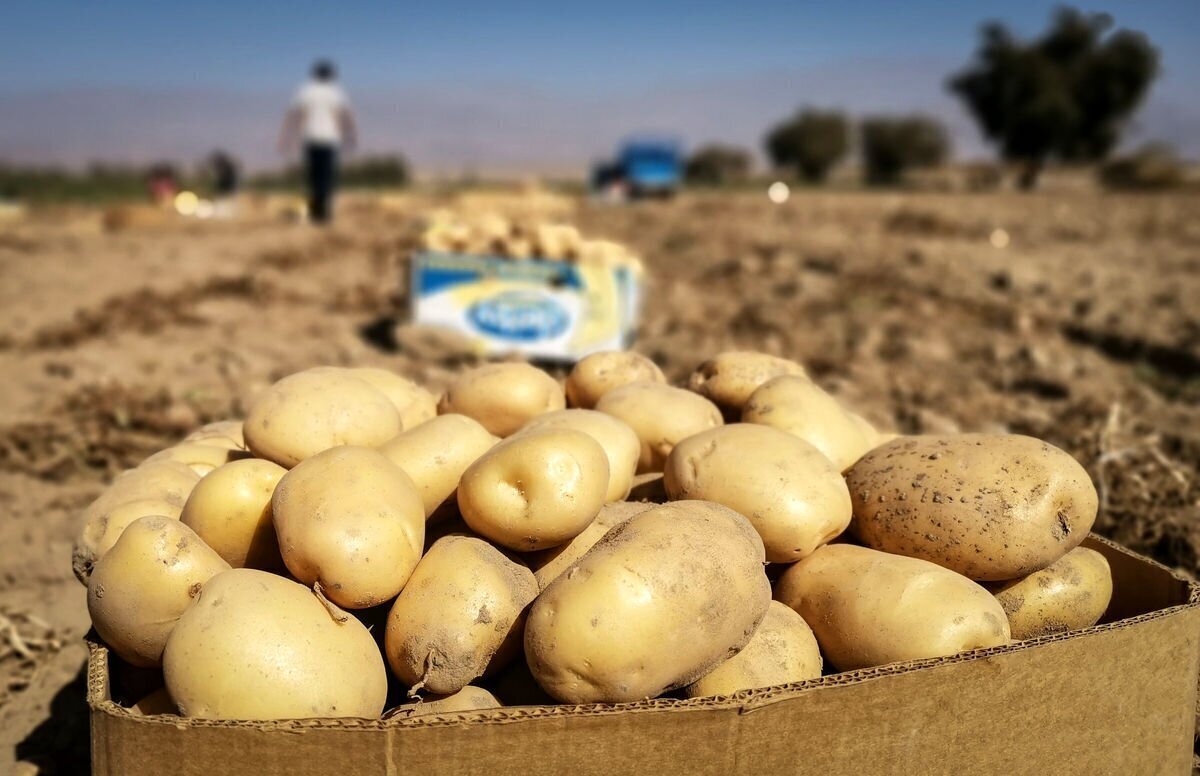 قیمت سیب زمینی به زودی به تعادل می‌رسد