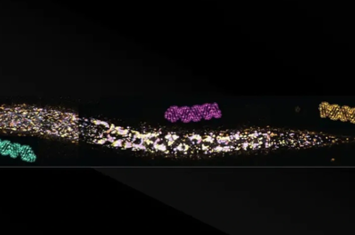 نحوه انتقال RNA بین نسل‌ها چگونه است؟