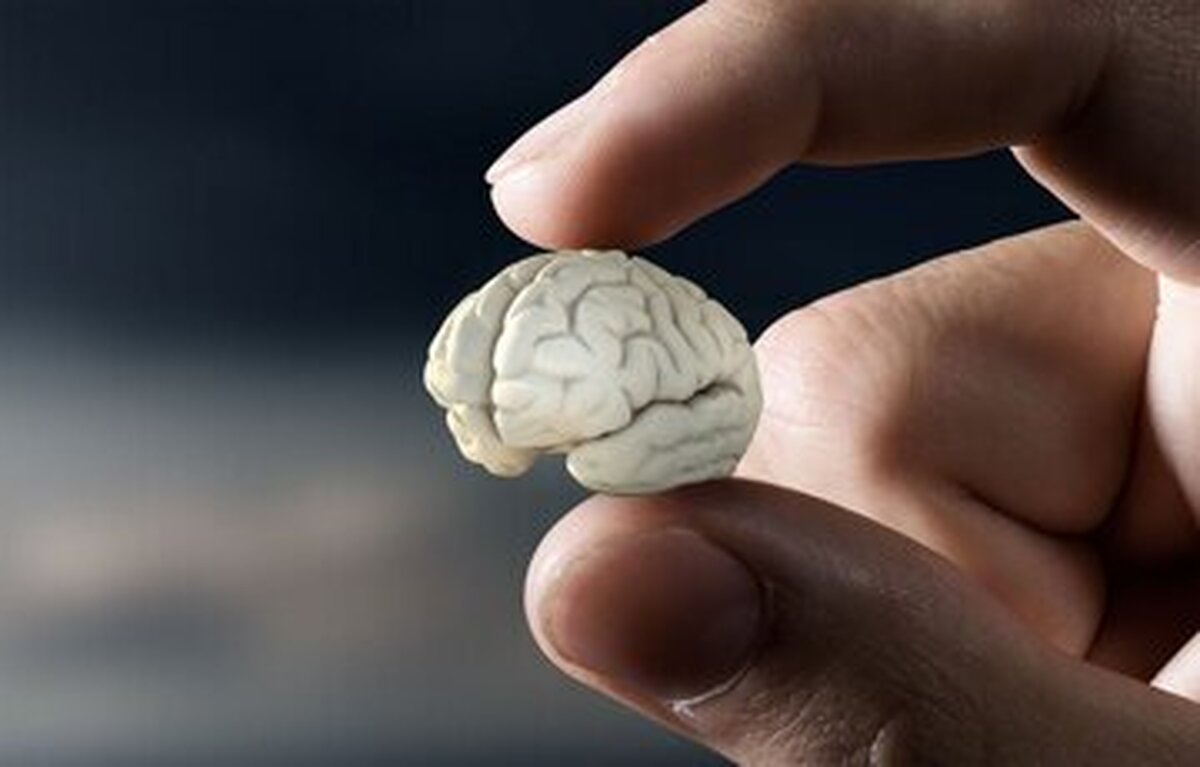 از کاهش حجم مغز با این خوراکی‌ها پیشگیری کنید!