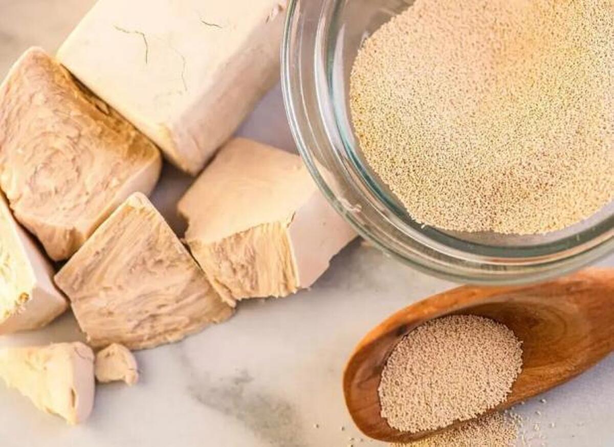تولید عصاره مخمر برای تقویت سیستم ایمنی