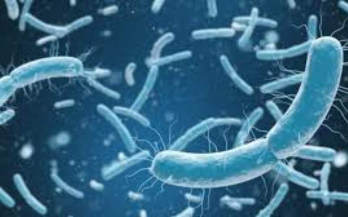 افزایش سطح چربی بدن توسط موجودات کوچک روده!