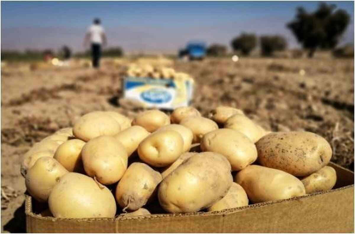 کنترل قیمت سیب زمینی بالاخره در دست تنظیم قرار گرفت