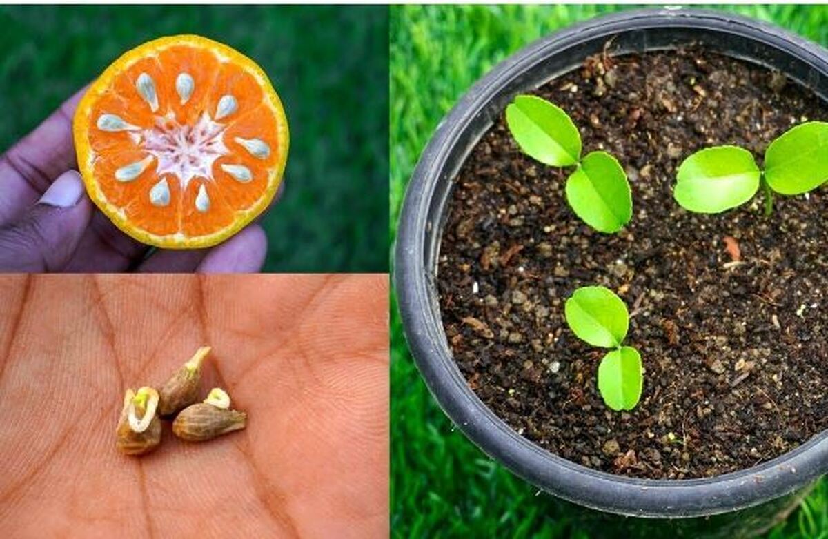 برای سبزه عید بهارنارنج بکارید/نکات مهم برای رشد و پرورش!