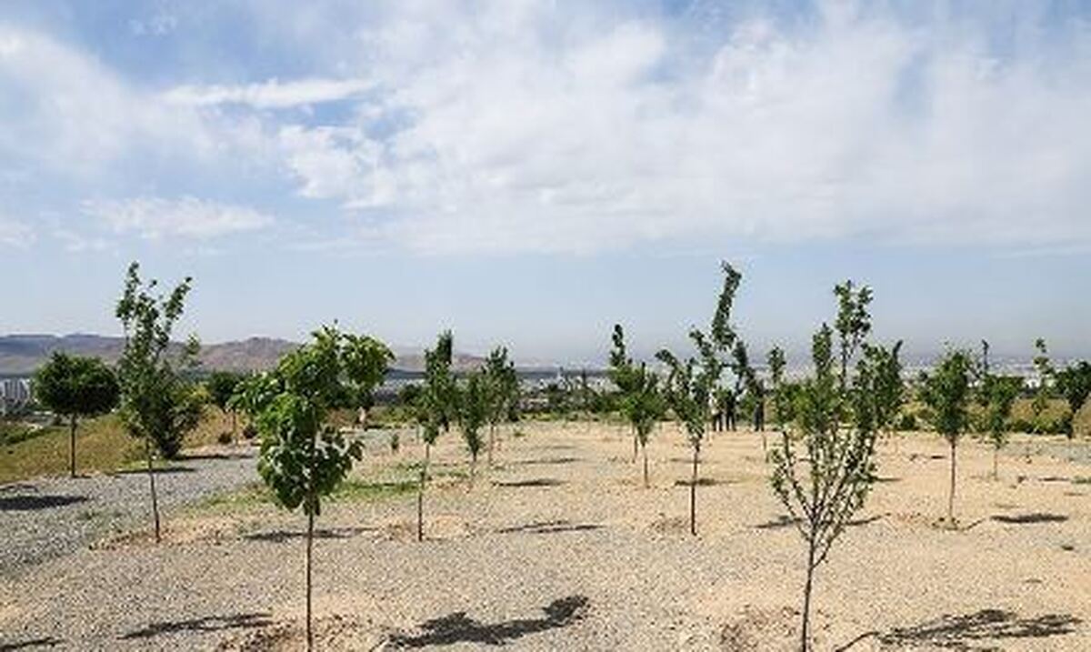 ۴هزار هکتار جنگل‌کاری و آسفالت ۲۵درصد تهران در ۴۱ماه گذشته