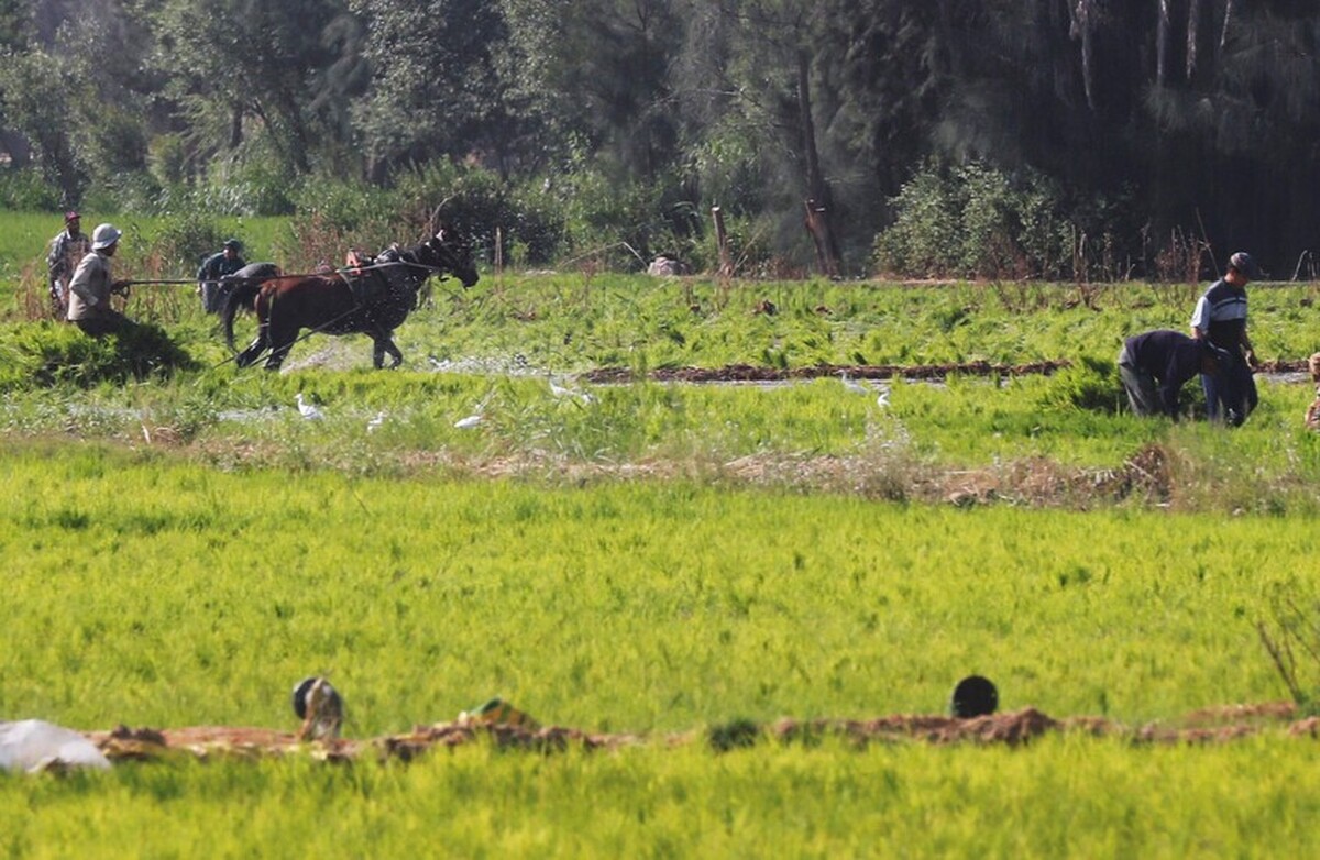 مصر محصول سیاه را ممنوع کرد