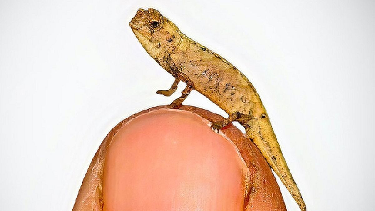 در جستجوی