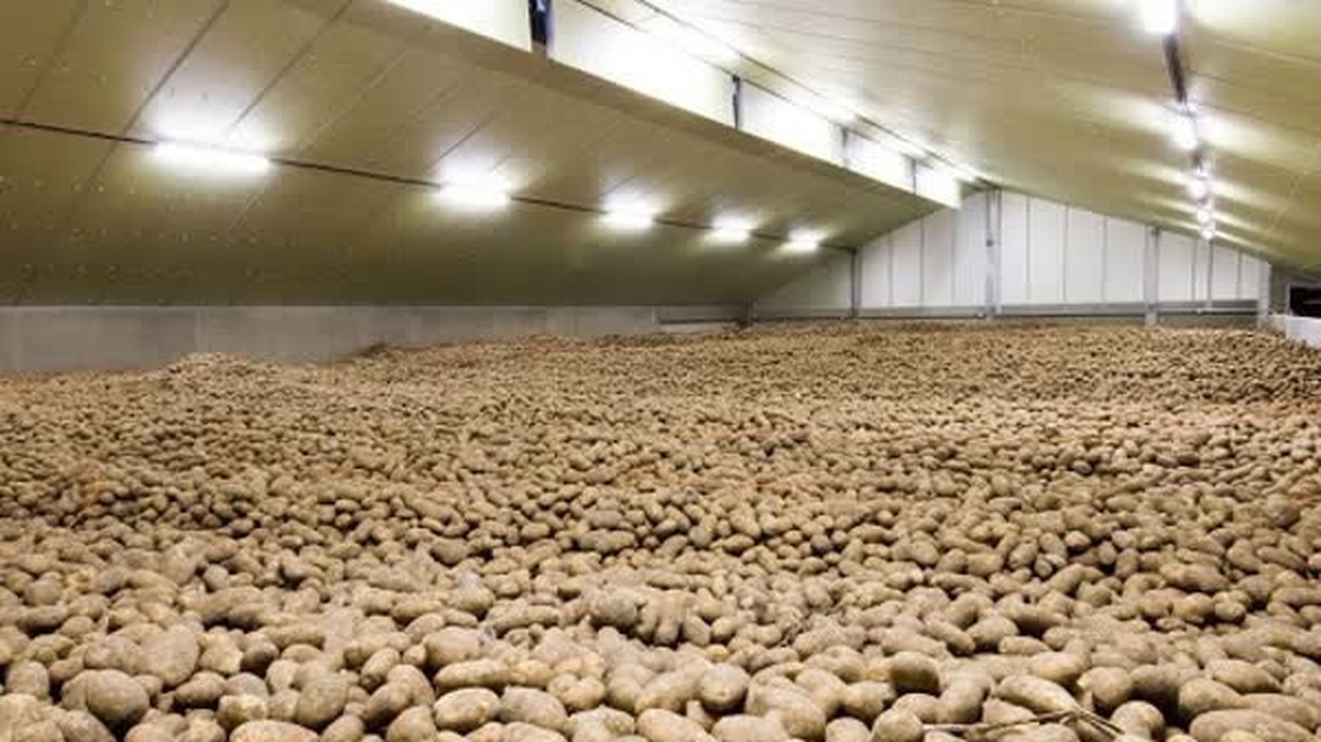 رمز واردات سیب زمینی به جای ممنوعیت صادرات
