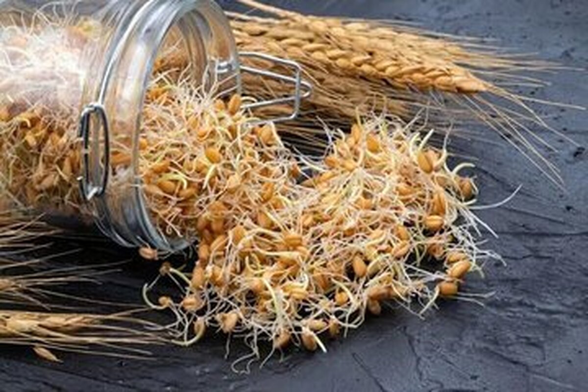 با مصرف جوانه گندم سلامتی و جوانی خودرا تضمین کنید