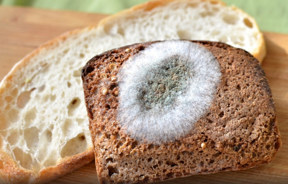 متخصص تغذیه خطرات خوردن محصولات کپک زده را توضیح داد