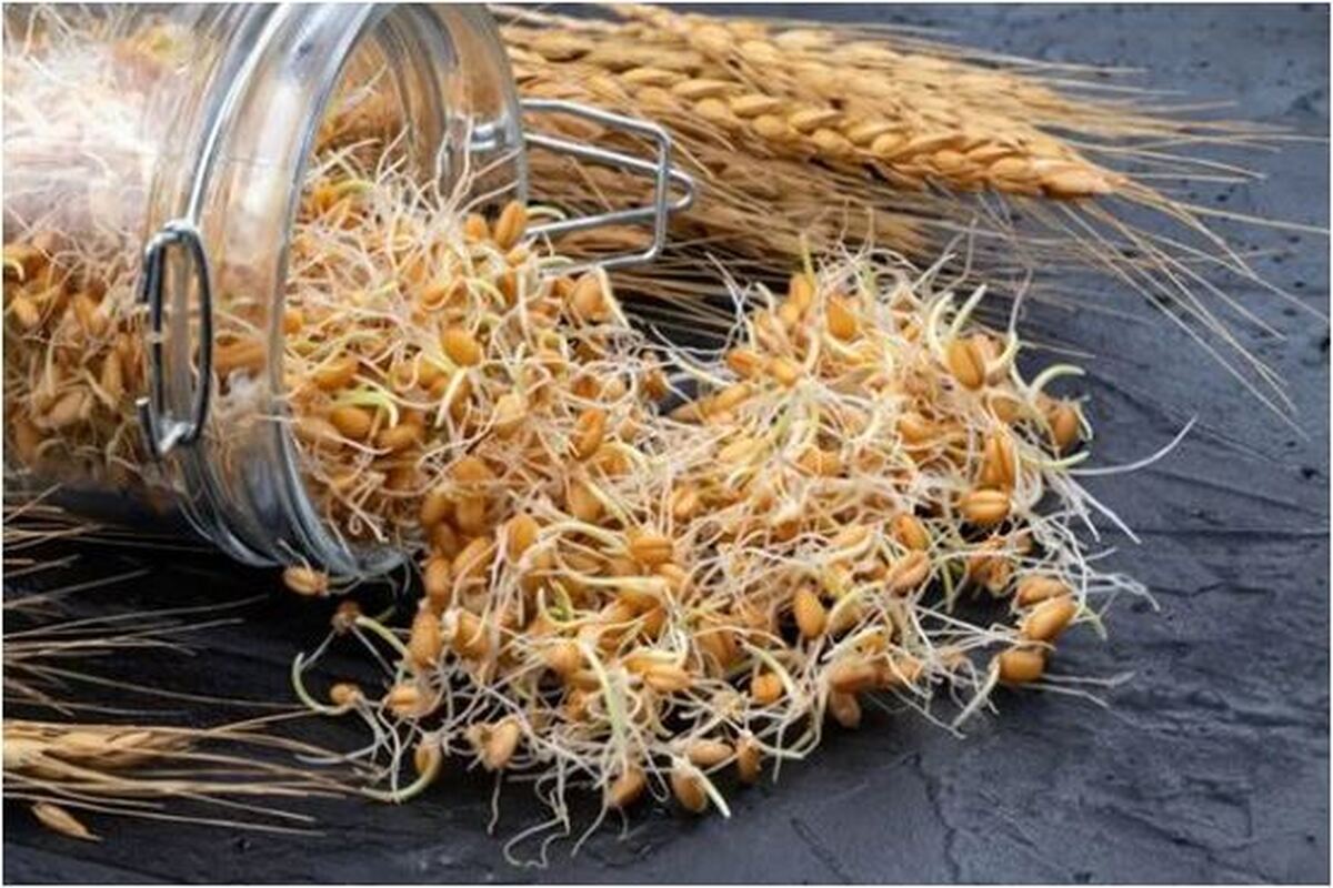 اگر جوانه گندم را به صورت روزانه مصرف کنیم چه اتفاقاتی در بدن می‌افتد؟