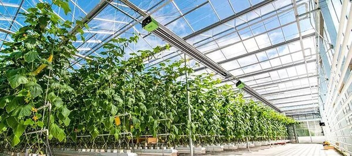 نیاز خراسان شمالی به ایجاد گلخانه‌های بزرگ مقیاس