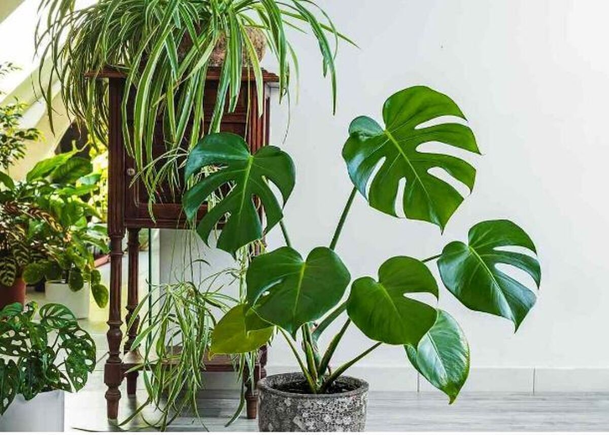 معرفی چند گیاه که کارشناسان باغبانی میگویند به راحتی با قلمه زدن تکثیر میشوند