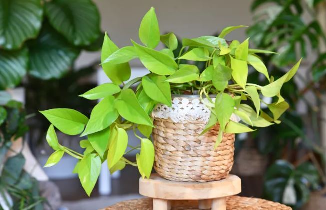 معرفی چند گیاه که کارشناسان باغبانی میگویند به راحتی با قلمه زدن تکثیر میشوند معرفی چند گیاه که کارشناسان باغبانی میگویند به راحتی با قلمه زدن تکثیر میشوند