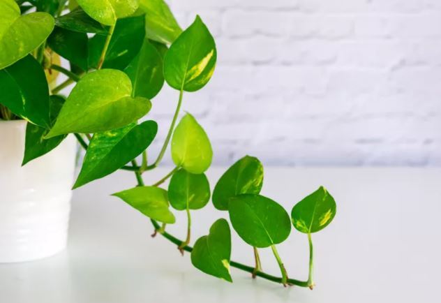 معرفی چند گیاه که کارشناسان باغبانی میگویند به راحتی با قلمه زدن تکثیر میشوند معرفی چند گیاه که کارشناسان باغبانی میگویند به راحتی با قلمه زدن تکثیر میشوند