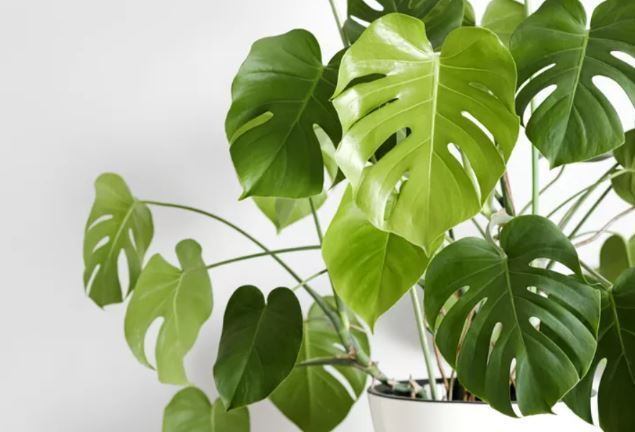 معرفی چند گیاه که کارشناسان باغبانی میگویند به راحتی با قلمه زدن تکثیر میشوند معرفی چند گیاه که کارشناسان باغبانی میگویند به راحتی با قلمه زدن تکثیر میشوند