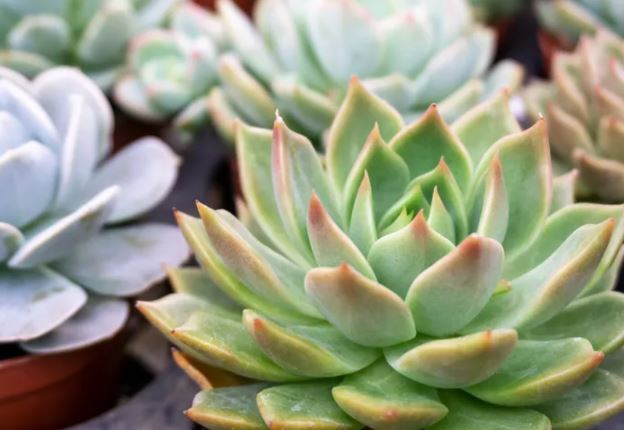 معرفی چند گیاه که کارشناسان باغبانی میگویند به راحتی با قلمه زدن تکثیر میشوند معرفی چند گیاه که کارشناسان باغبانی میگویند به راحتی با قلمه زدن تکثیر میشوند