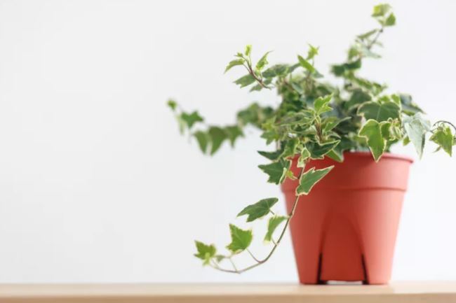 معرفی چند گیاه که کارشناسان باغبانی میگویند به راحتی با قلمه زدن تکثیر میشوند معرفی چند گیاه که کارشناسان باغبانی میگویند به راحتی با قلمه زدن تکثیر میشوند