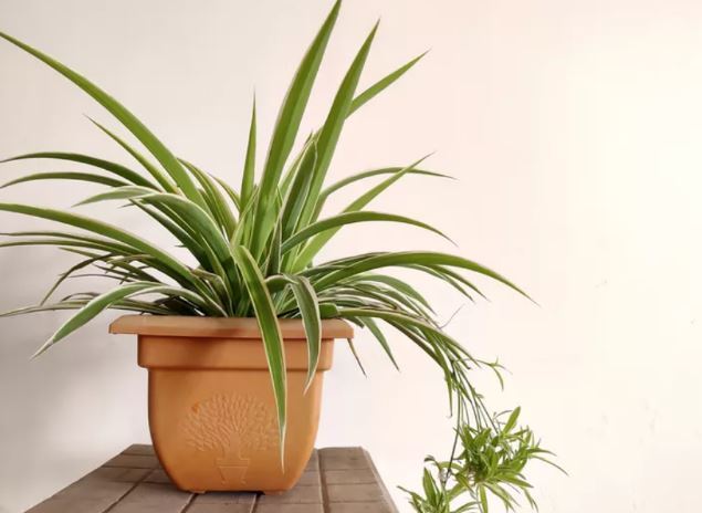 معرفی چند گیاه که کارشناسان باغبانی میگویند به راحتی با قلمه زدن تکثیر میشوند معرفی چند گیاه که کارشناسان باغبانی میگویند به راحتی با قلمه زدن تکثیر میشوند