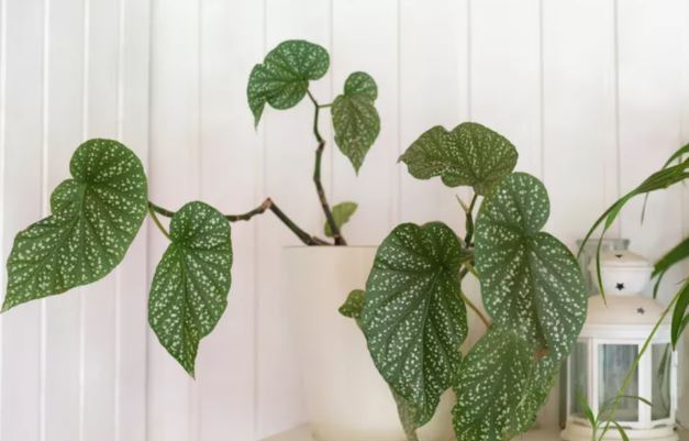 معرفی چند گیاه که کارشناسان باغبانی میگویند به راحتی با قلمه زدن تکثیر میشوند معرفی چند گیاه که کارشناسان باغبانی میگویند به راحتی با قلمه زدن تکثیر میشوند