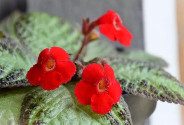 معرفی چند گیاه که کارشناسان باغبانی میگویند به راحتی با قلمه زدن تکثیر میشوند معرفی چند گیاه که کارشناسان باغبانی میگویند به راحتی با قلمه زدن تکثیر میشوند