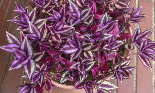 معرفی چند گیاه که کارشناسان باغبانی میگویند به راحتی با قلمه زدن تکثیر میشوند معرفی چند گیاه که کارشناسان باغبانی میگویند به راحتی با قلمه زدن تکثیر میشوند