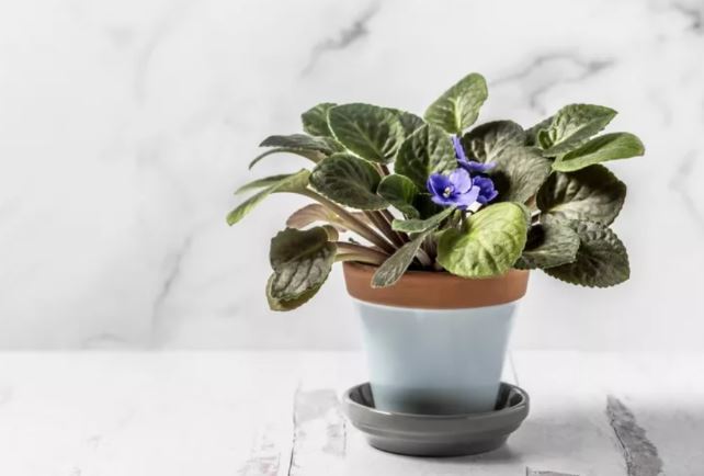 معرفی چند گیاه که کارشناسان باغبانی میگویند به راحتی با قلمه زدن تکثیر میشوند معرفی چند گیاه که کارشناسان باغبانی میگویند به راحتی با قلمه زدن تکثیر میشوند