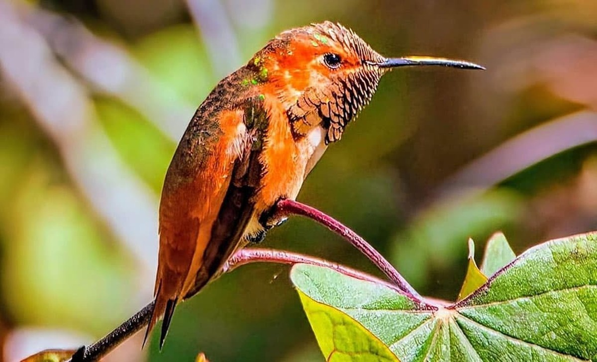 زندگی جالب و تلاش‌های عجیب مرغ‌های مگس‌خوار برای بقا