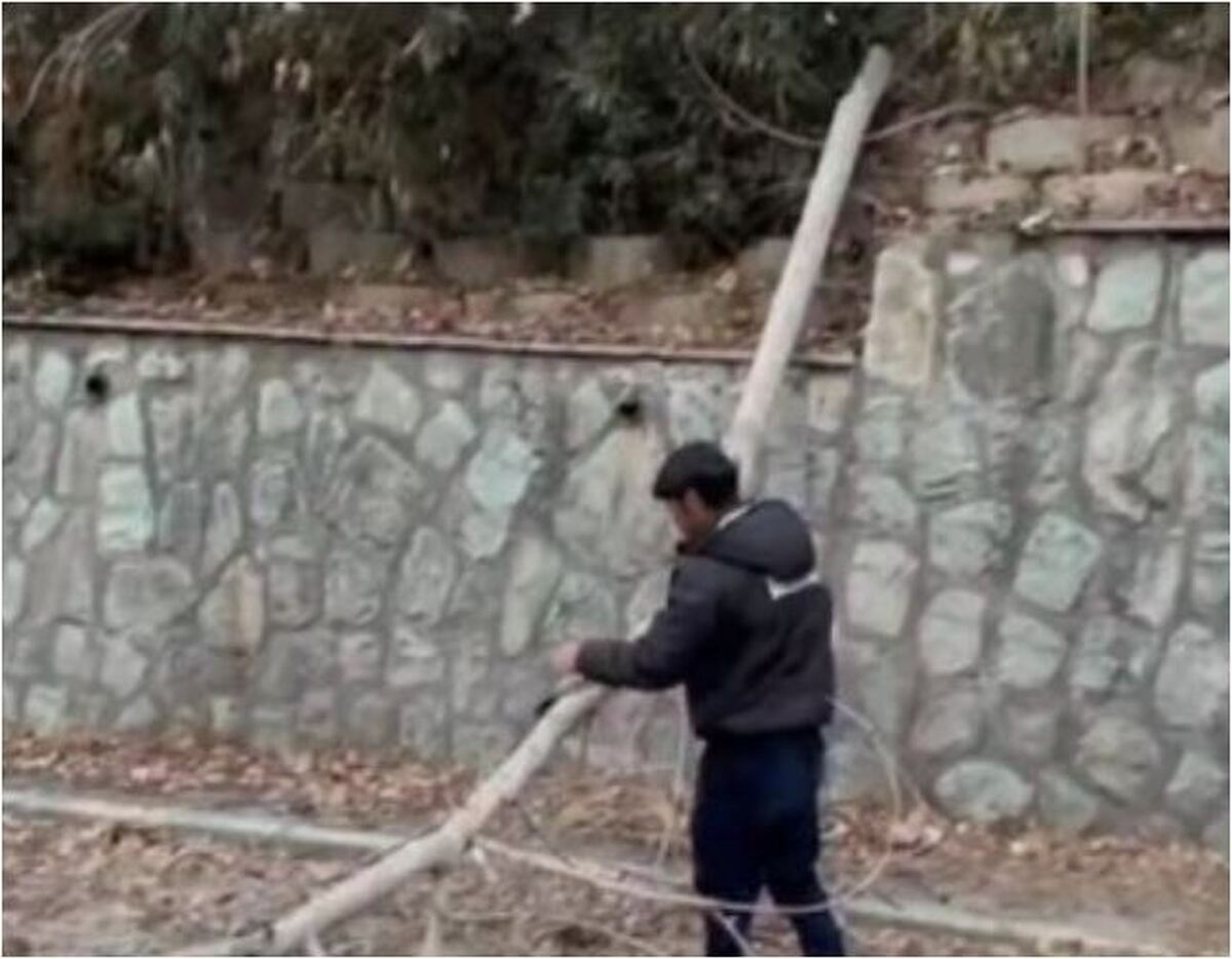 توضیحات شهرداری در مورد قطع درختان در بوستان نهج‌البلاغه