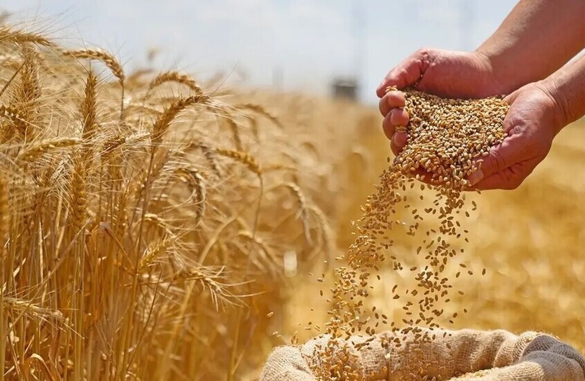 عربستان سعودی بیش از ۹۲۰ هزار تن گندم وارد می‌کند