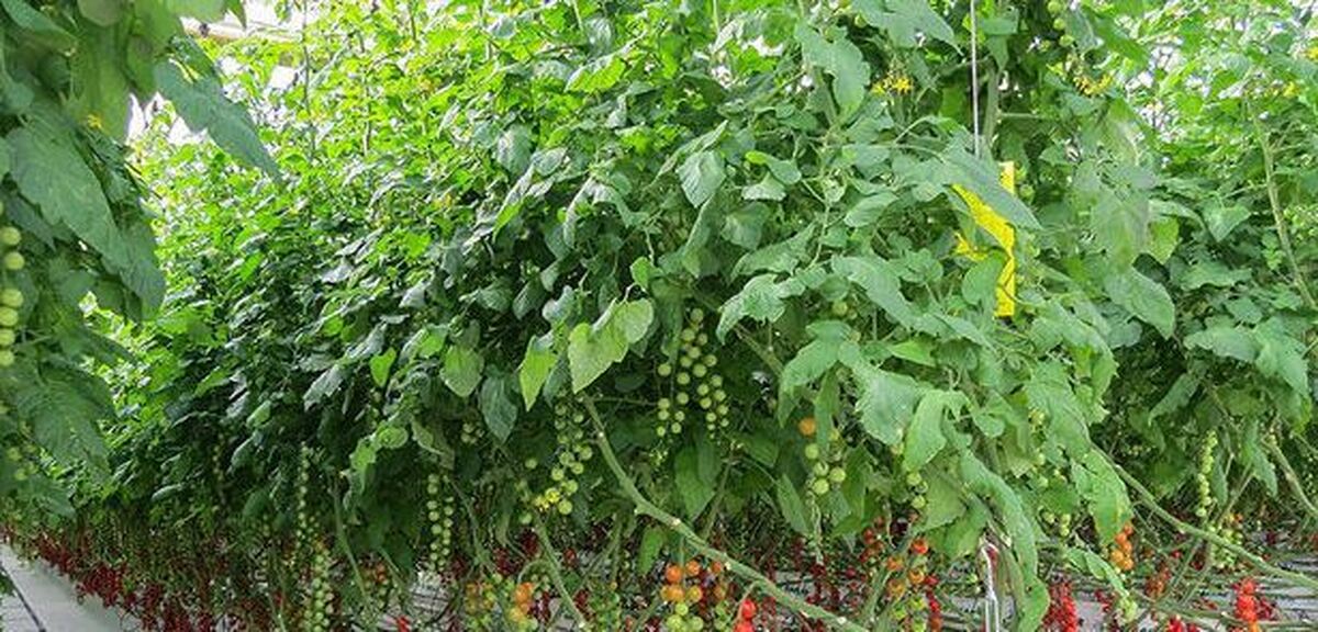 بهره‌برداری ١۵٨ طرح اقتصاد مقاومتی در روستای دمشهر شهرستان میناب