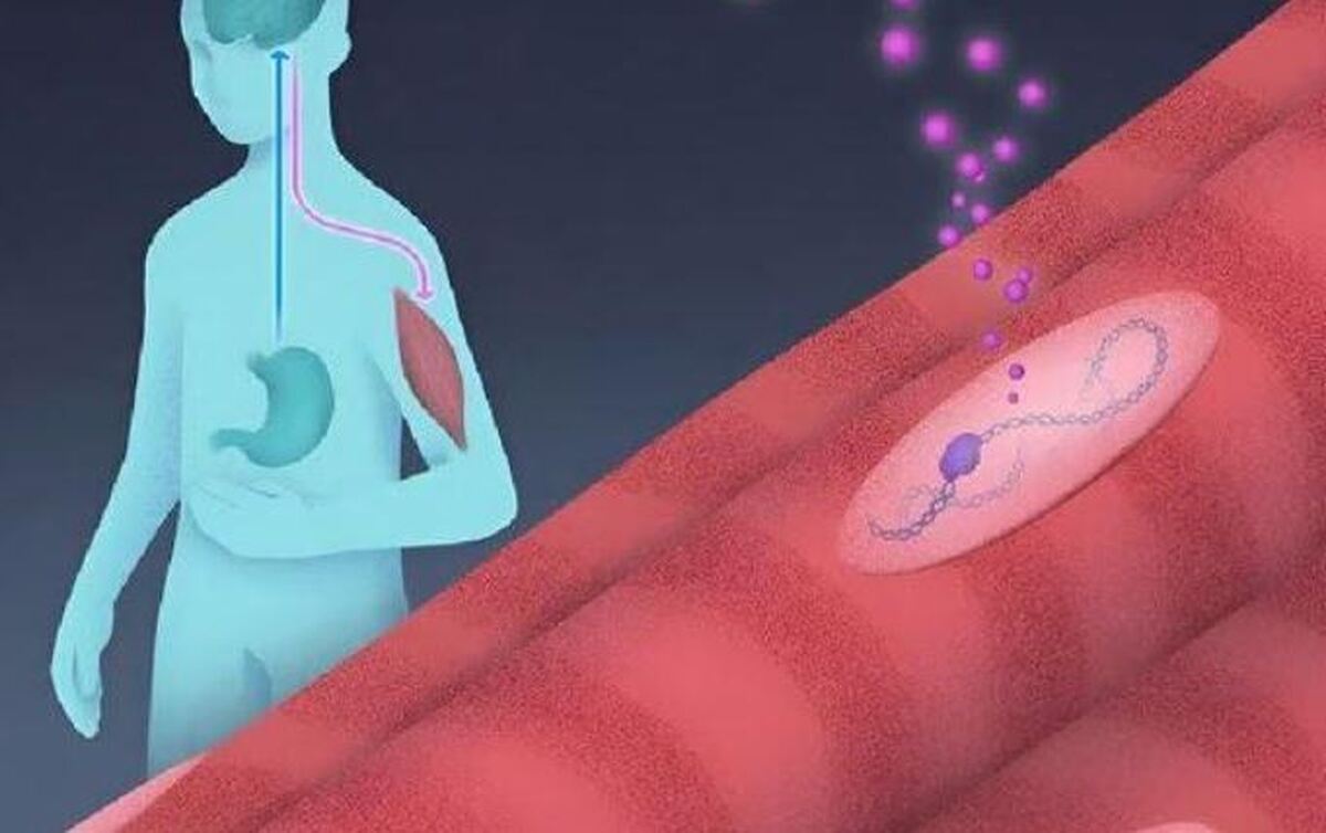 چربی‌سوزی موثر بدون آسیب به عضلات با این پروتئین!