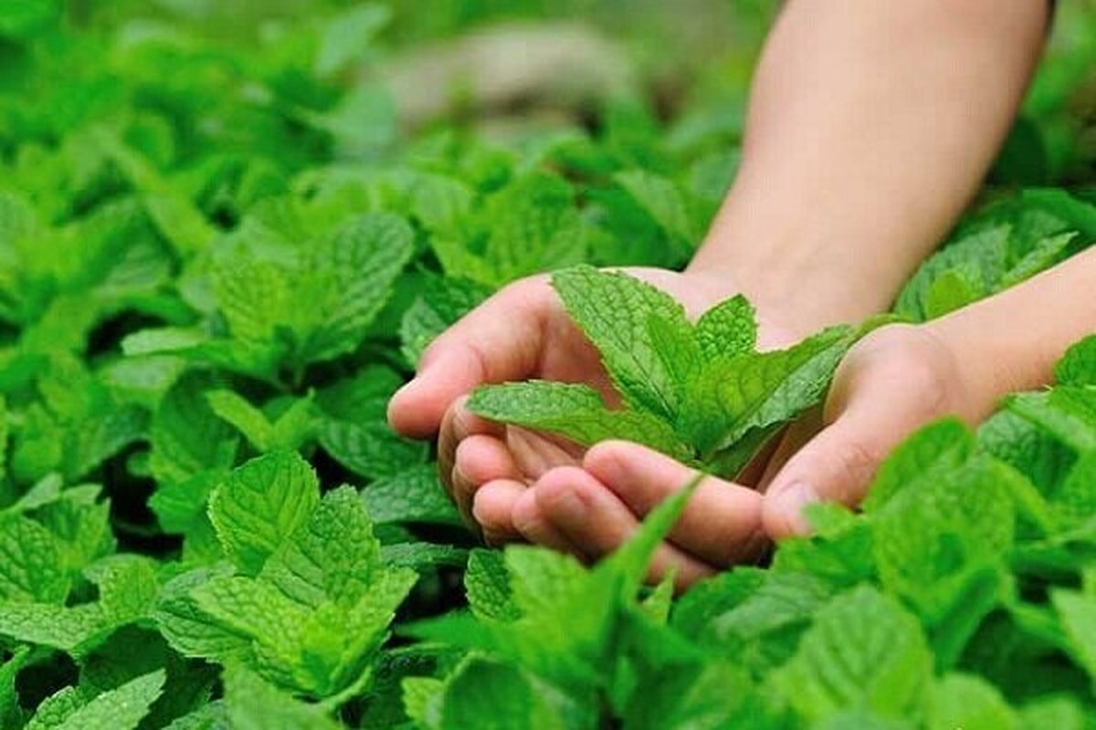استنشاق جوهر نعنا آسیب‌های مغزی را جبران میکند!