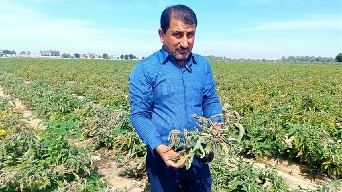 سرما به محصولات کشاورزی استان بوشهر خسارت زد