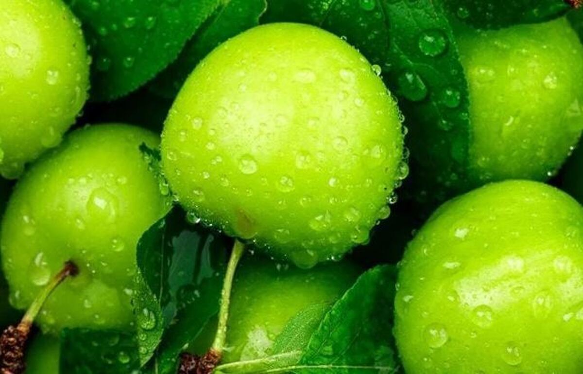 بالاخره برای یک بار تفاوت گوجه سبز را با آلوچه بدانید