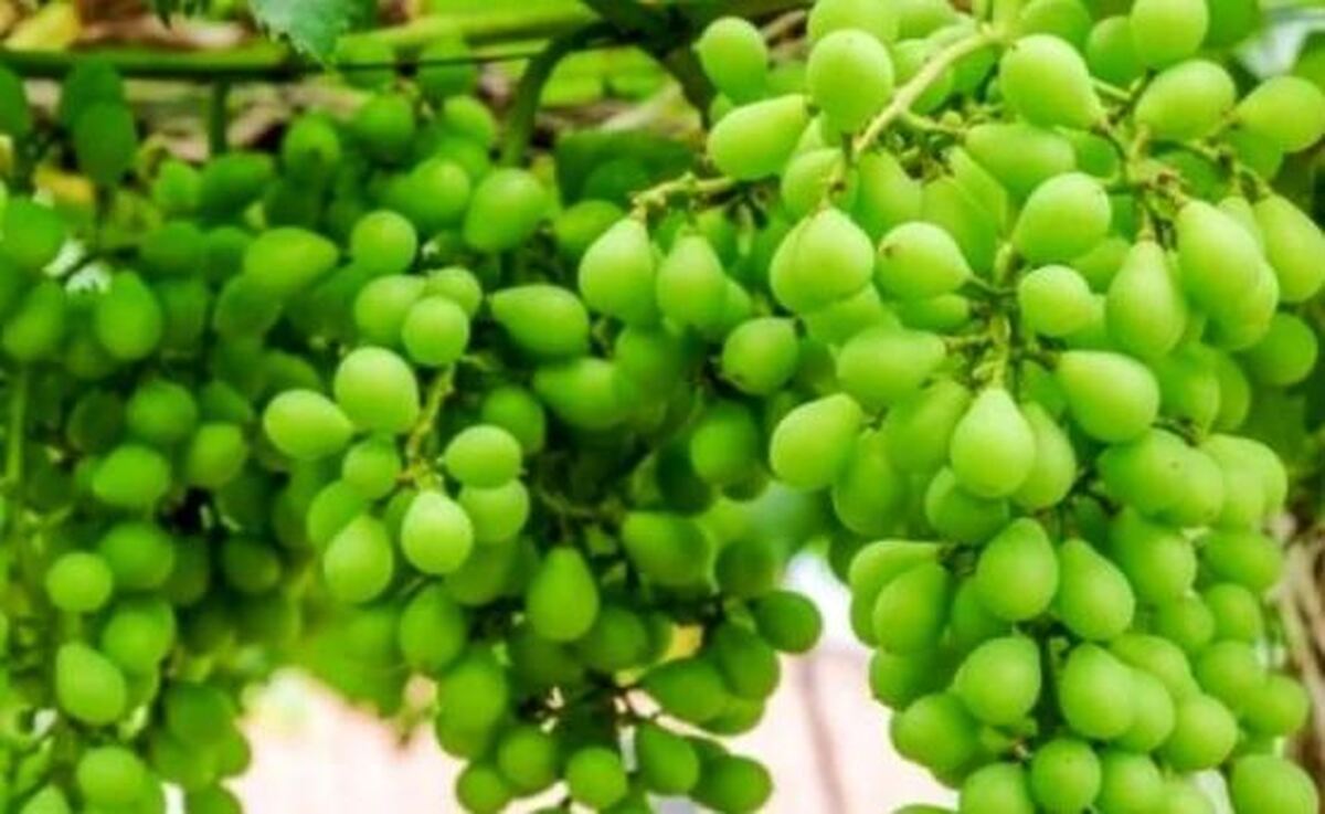 با ۳ قلم مواد اولیه این رب غوره محشر و پرطرفدار را آماده کنید