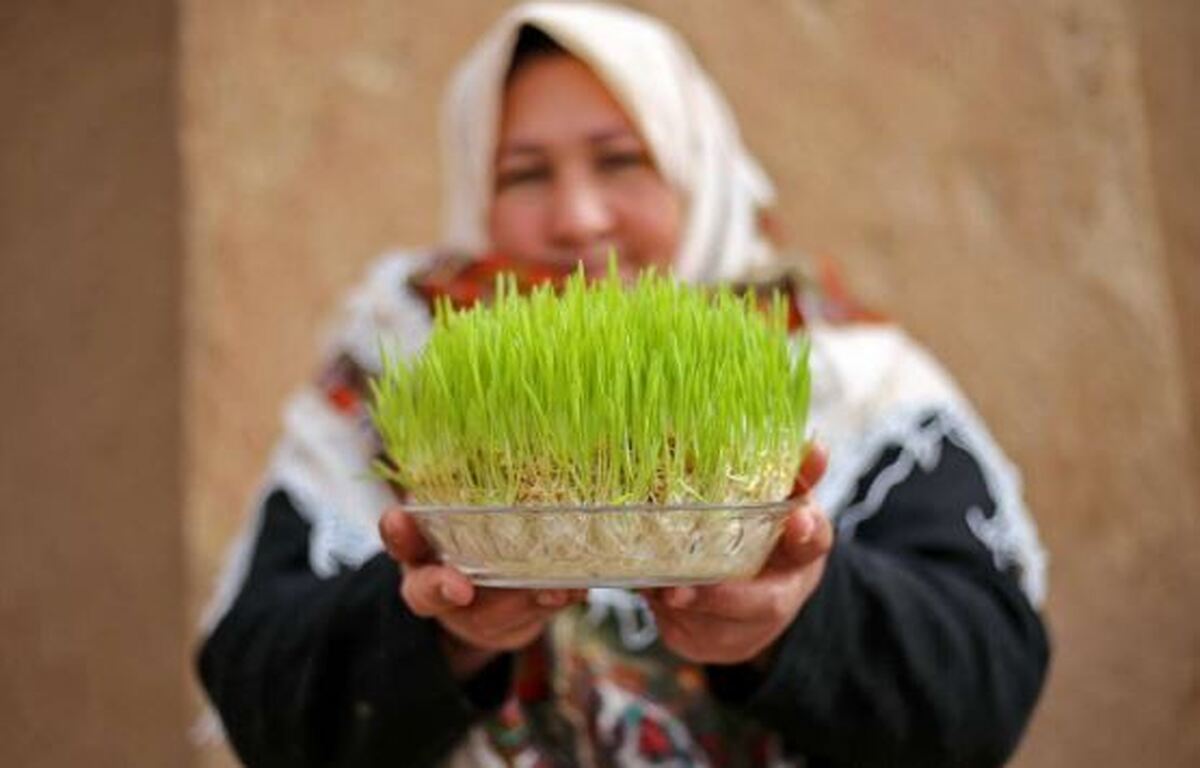 کدام دانه برای سبزه عید زودتر رشد می‌کند؟