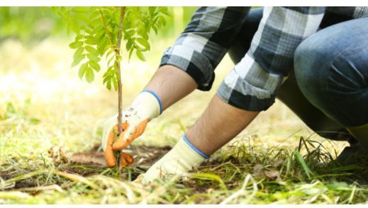 چگونه درخت بکاریم؟ آموزش کاشت درخت به روش صحیح