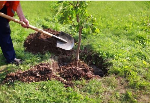 چگونه درخت بکاریم؟ آموزش کاشت درخت به روش صحیح