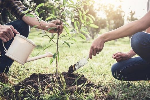 چگونه درخت بکاریم؟ آموزش کاشت درخت به روش صحیح