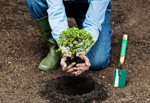 چگونه درخت بکاریم؟ آموزش کاشت درخت به روش صحیح