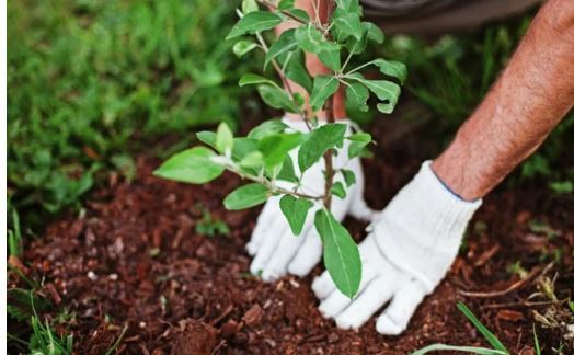 چگونه درخت بکاریم؟ آموزش کاشت درخت به روش صحیح