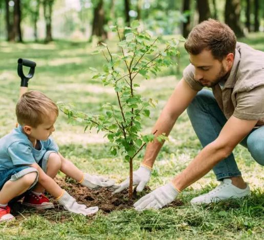 چگونه درخت بکاریم؟ آموزش کاشت درخت به روش صحیح