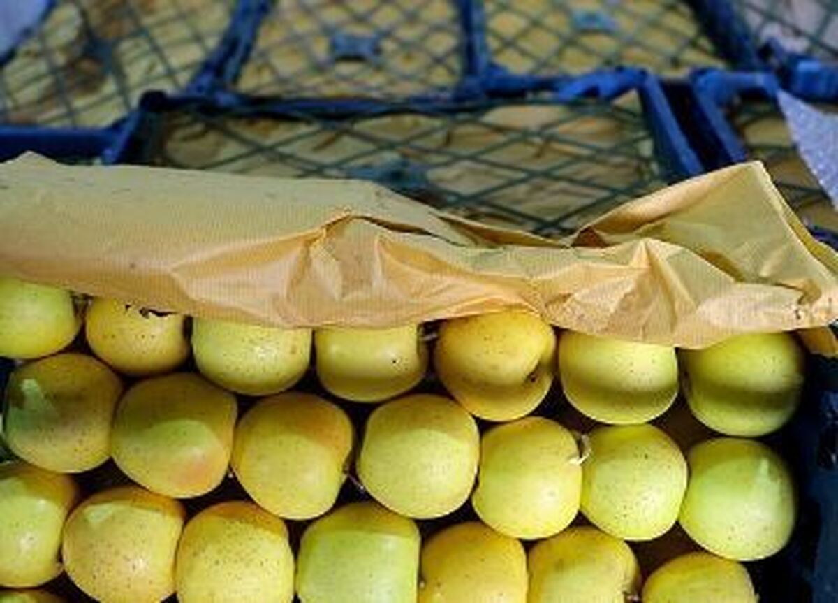 ذخیره ۲۰ هزارتن سیب و پرتقال برای تنظیم بازار میوه شب عید