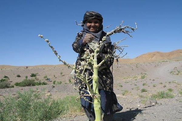 ۱۷ خاصیت منحصر‌به‌فرد در گیاه کما/از مصرف این گیاه غافل نشوید