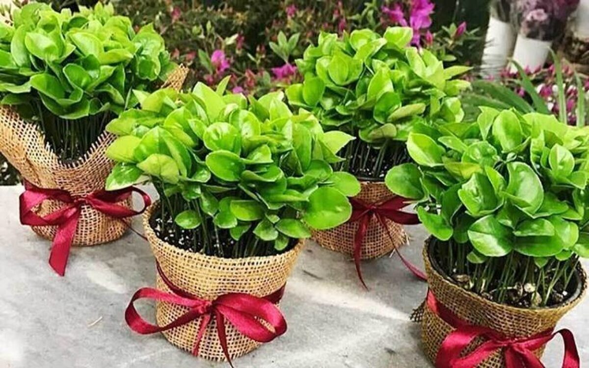 آموزش تصویری و گام به گام کاشت سبزه عید با هسته مرکبات