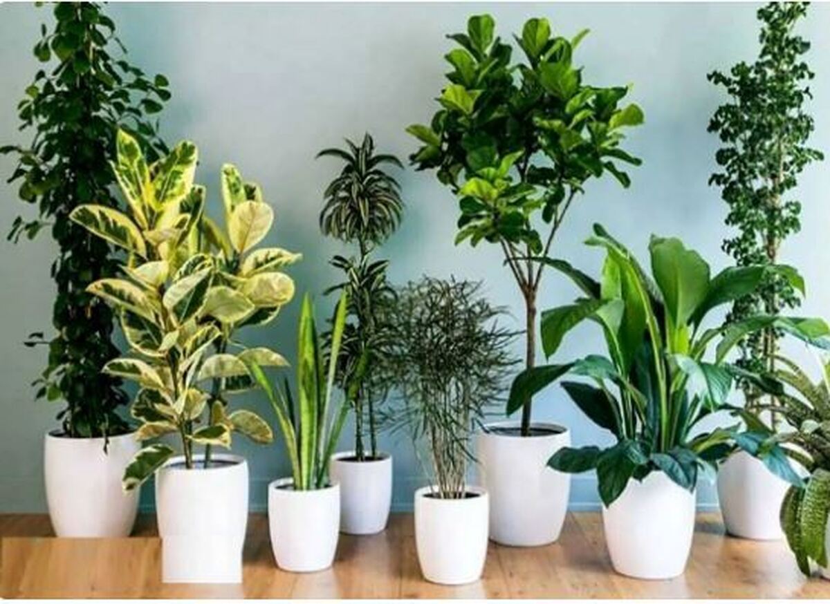 هنگام مسافرت رفتن چگونه از گیاهان مراقبت کنیم؟